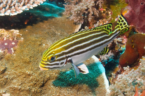 Plectorhinchus Lessonii