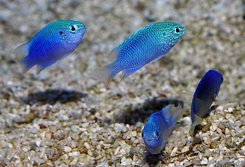 Pomacentrus Pavo