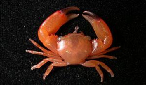 Trapezia Lutea