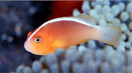 Amphiprion Akallopisos, Pair