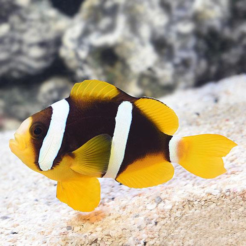 Amphiprion Clarkii, Pair