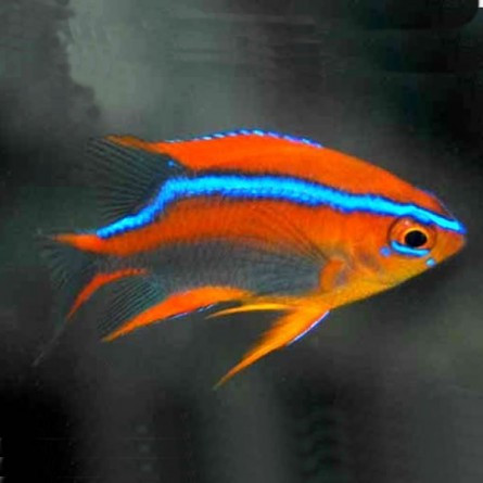 Neoglyphidodon Crossi Juv