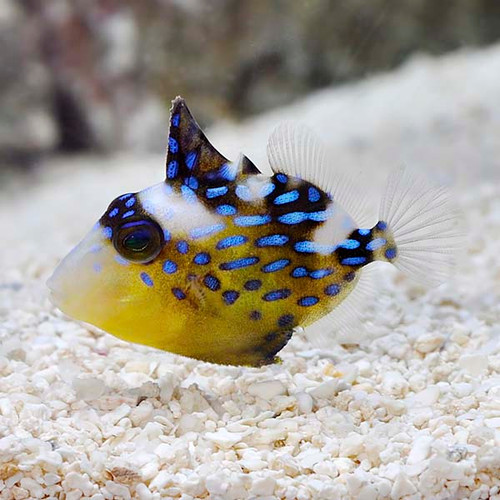 Pseudobalistes Fuscus Juv