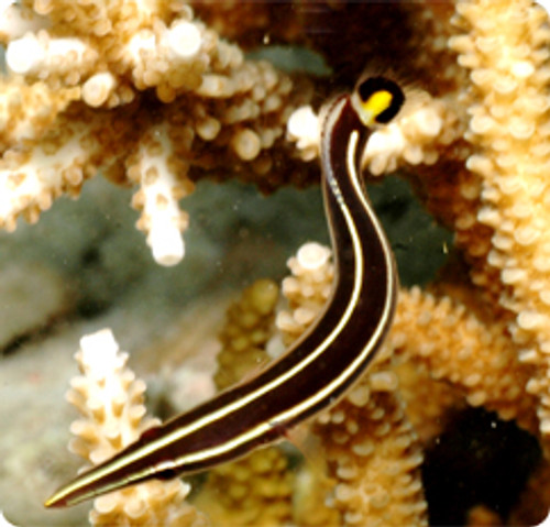 Diademichthys lineatus