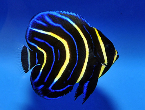 Pomacanthus Zonipectus (Oppdrett)