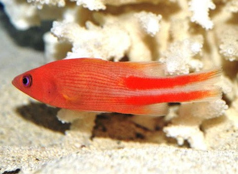 Liopropoma Multilineatum