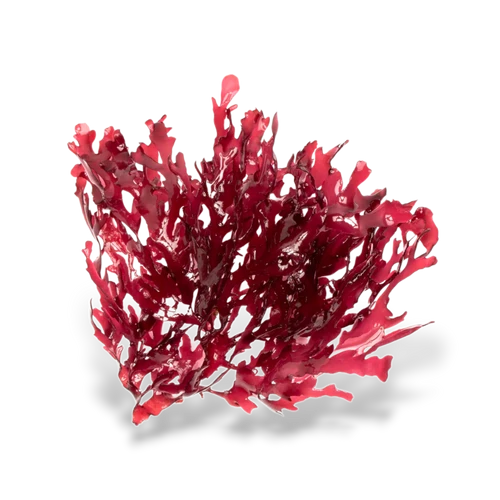 Halymenia Durvillei Algae (Dragon's Breath )