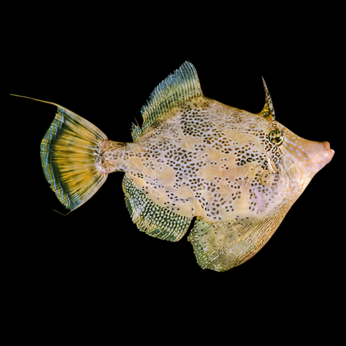 Monacanthus Chinensis