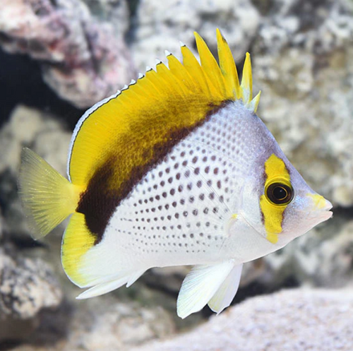 Chaetodon Declivis