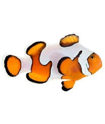 Amphiprion Ocellaris, Gladiator, Pair