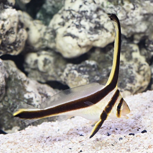 Equetus Lanceolatus