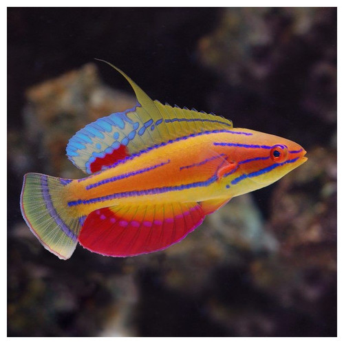 Paracheilinus Mccoskeri (Sumatra)