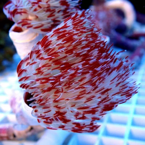 Protula Bispiralis Red And White