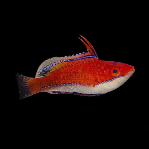 Cirrhilabrus Joanallenae