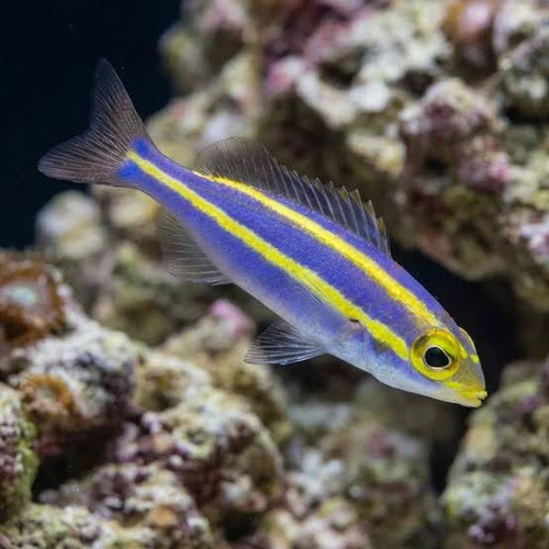 Pentapodus Emeryii