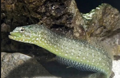 Congrogadus Subducens