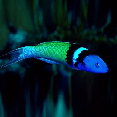 Thalassoma Bifasciatum