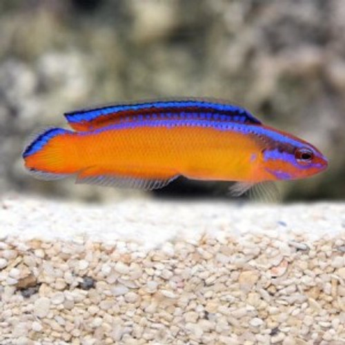 Pseudochromis Aldabraensis (Oppdrett)