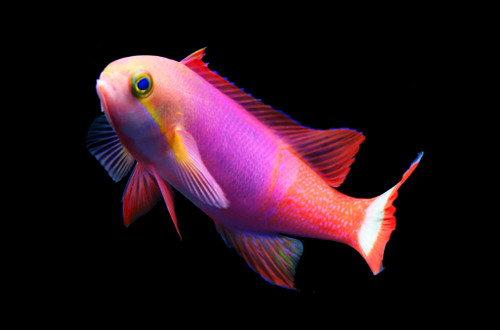 Pseudanthias Pictilis Male