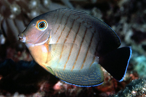 Acanthurus Tristis