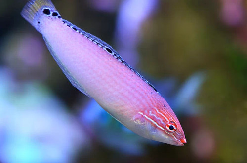 Halichoeres Trispilus