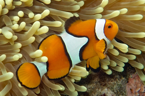 Amphiprion Percula, Oppdrett M