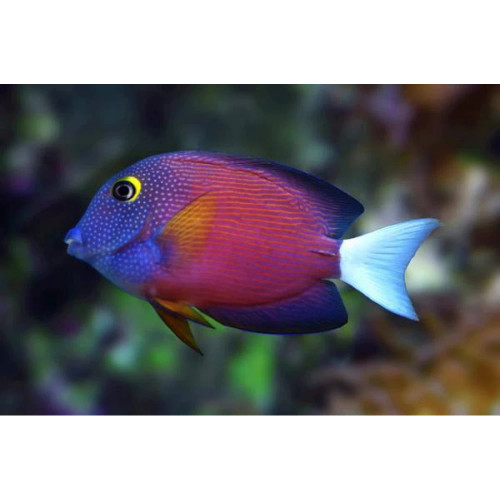 Ctenochaetus Flavicauda