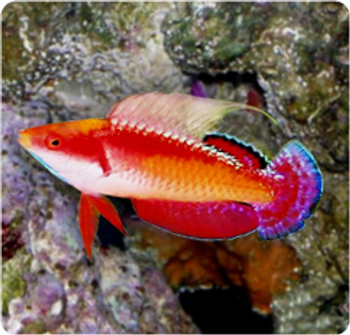 Cirrhilabrus Tonozukai