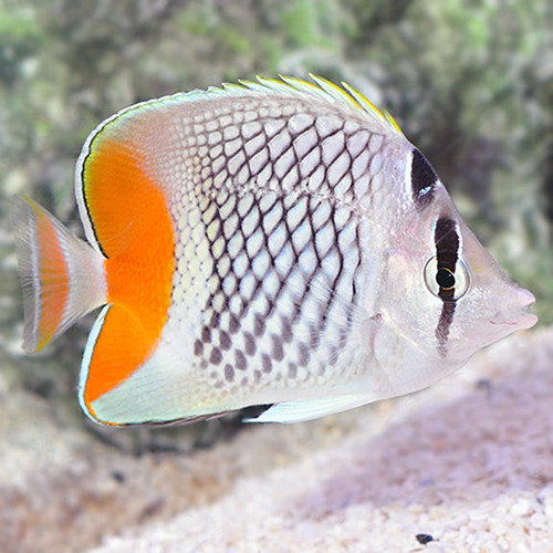 Chaetodon Xanthurus