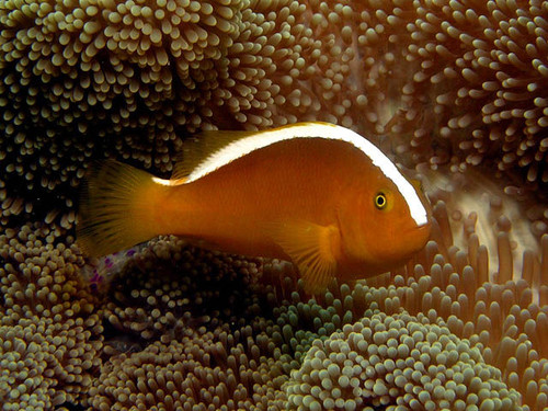 Amphiprion Sandaracinos (Oppdrett)
