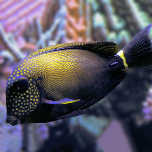 Acanthurus Maculiceps