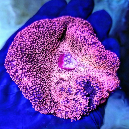 Stichodactyla Haddoni Red/Pink  - WYSIWYG