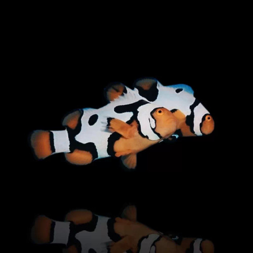 Amphiprion Percula, Premium Picasso, Pair