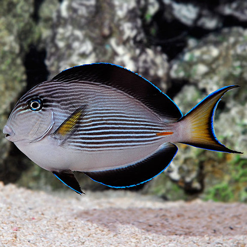 Acanthurus Sohal