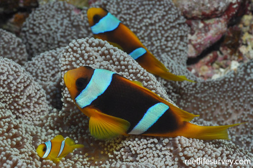 Amphiprion Bicintus, Par