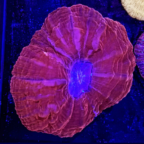 Acanthophyllia #24