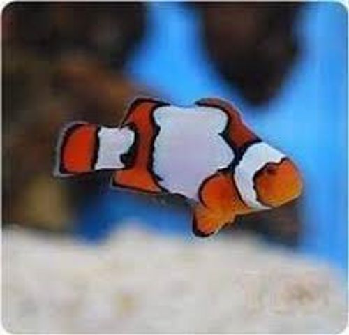 Amphriprion percula, Snow Onyx Clownfish