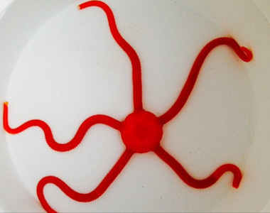 Ophioderma Squamosissima