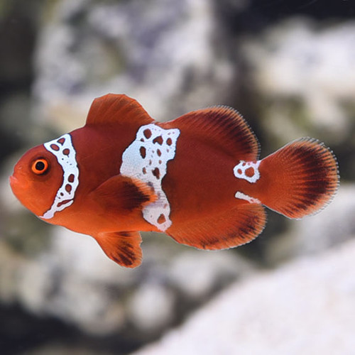 Premnas Biaculeatus, Lightning Maroon Clownfish