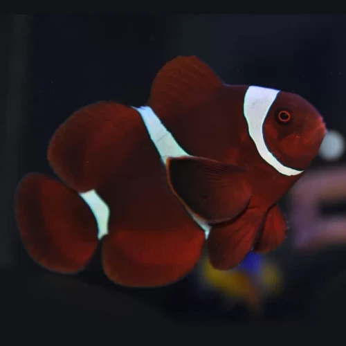 Premnas Biaculeatus (Pair)