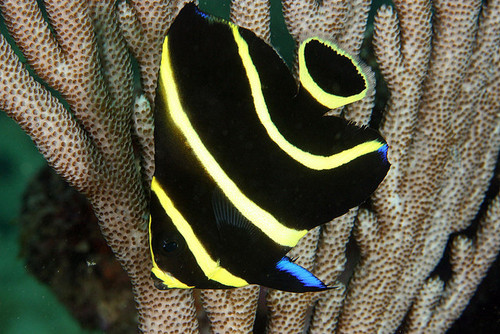 Pomacanthus Paru JUV