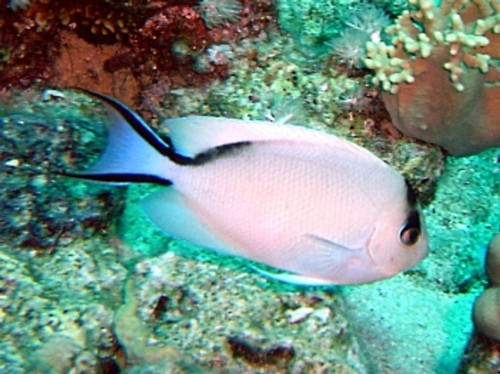 Genicanthus Caudovittatus, Female (Red Sea)