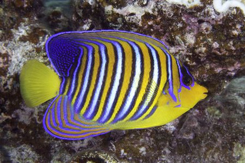 Pygoplites Diacanthus, Indian Ocean