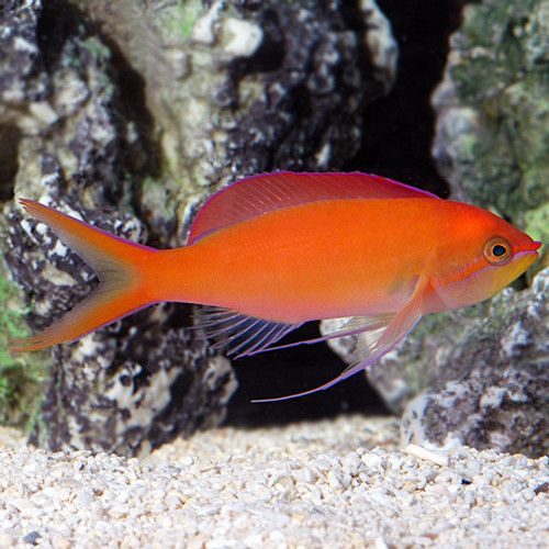 Pseudanthias Dispar