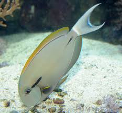 Acanthurus Nigricauda