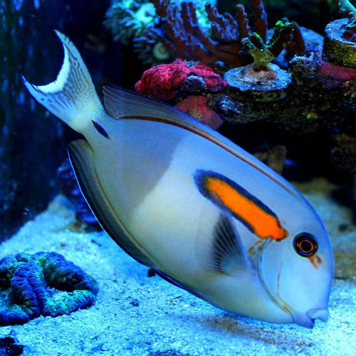 Acanthurus Olivaceus