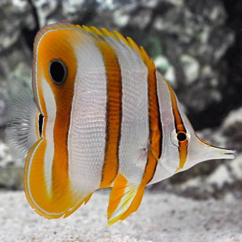 Chelmon Rostratus