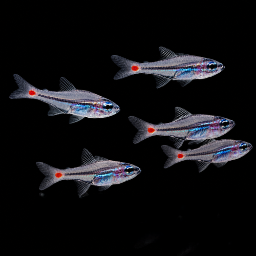 Apogon Parvulus