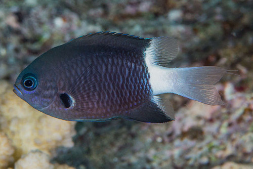 Chromis Bicolor