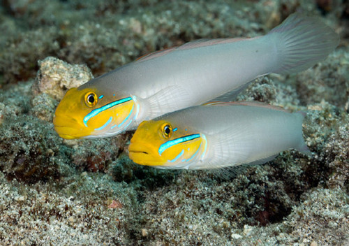 Valenciennea Strigata Pair